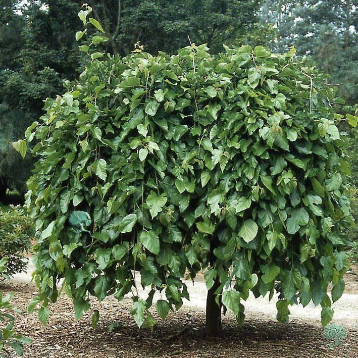 Morus alba 'Pendula'