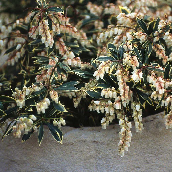 Pieris japonica  'Variegata ' -  Lavendelheide