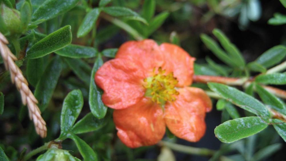 Potentilla fruticosa