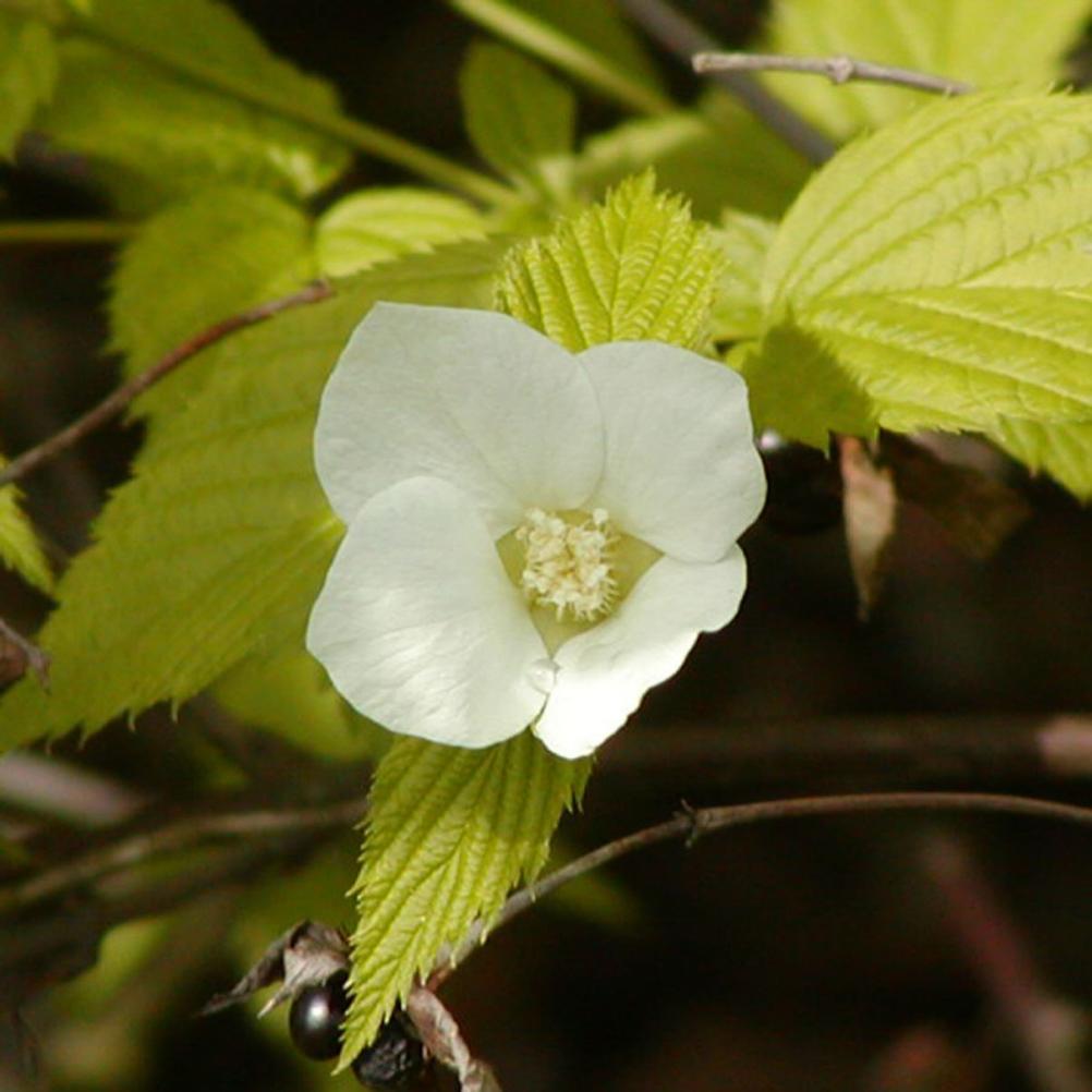 Rhodotypos scandens
