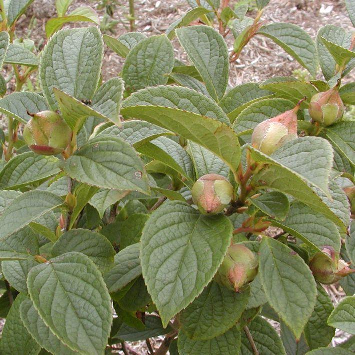 Stewartia pseudocamellia var. koreana