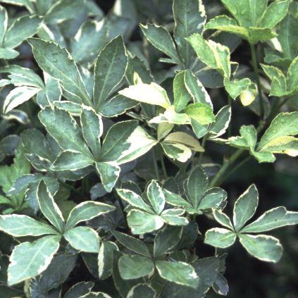 Acanthopanax sieboldianus 'Variegatus'