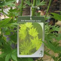 Acer shirasawanum Jordan Fächerahorn