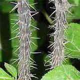 Eleutherococcus senticosus / Fingeraralie