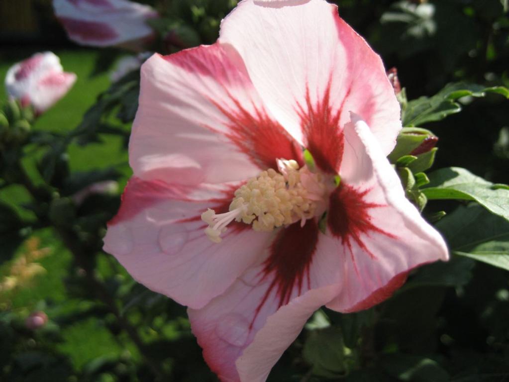 Sharonrose, Syrischer Eibisch,