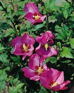 Hibiscus syriacus  Woodbridge