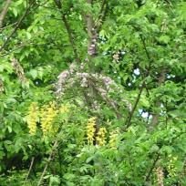 Laburnocytisus adamii
