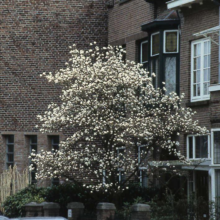 Magnolia kobus