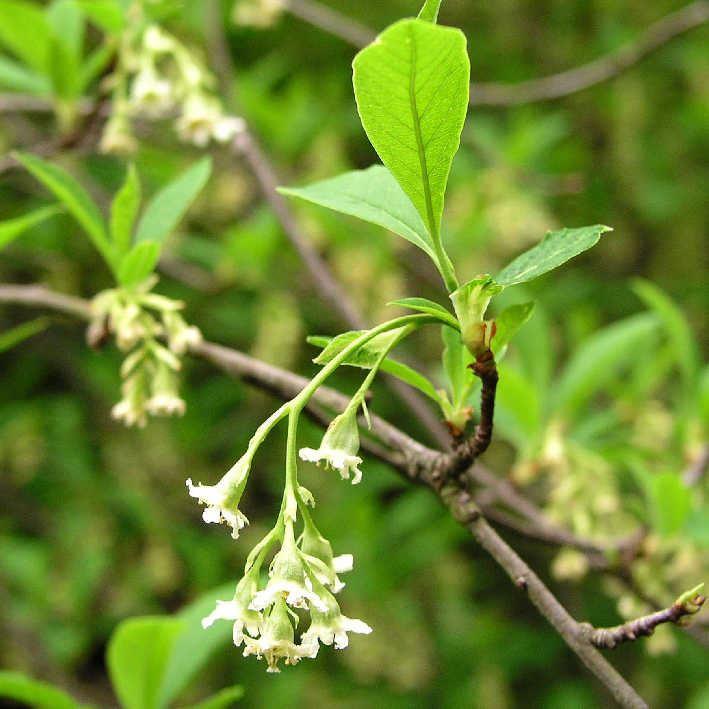 Oemleria cerasiformis