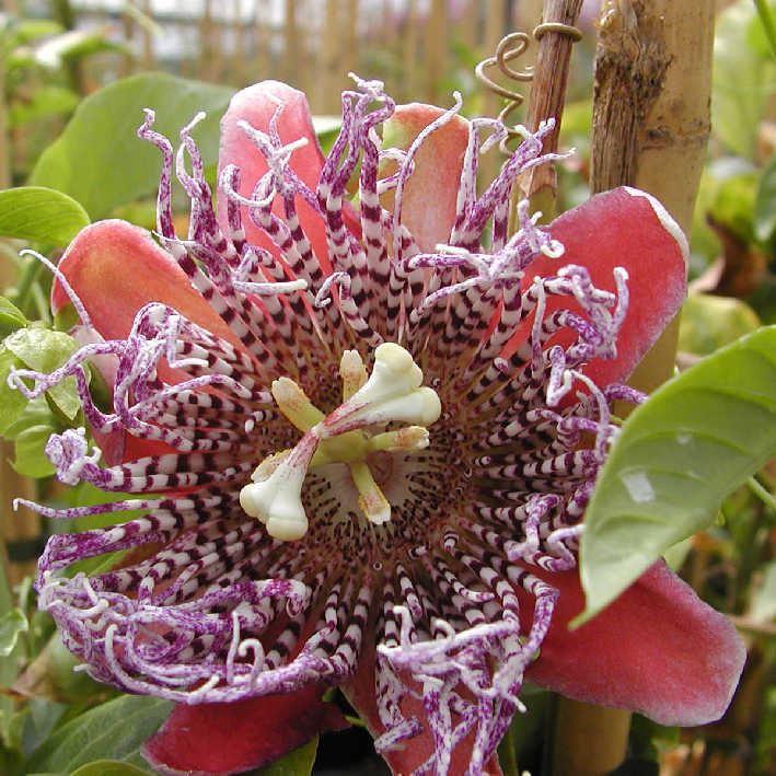 Passiflora quadrangularis