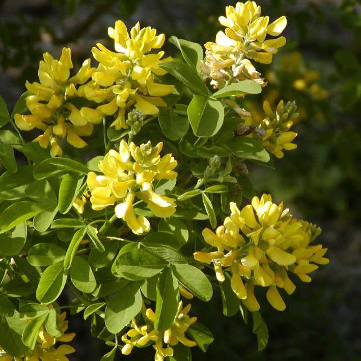 Prostanthera cuneata