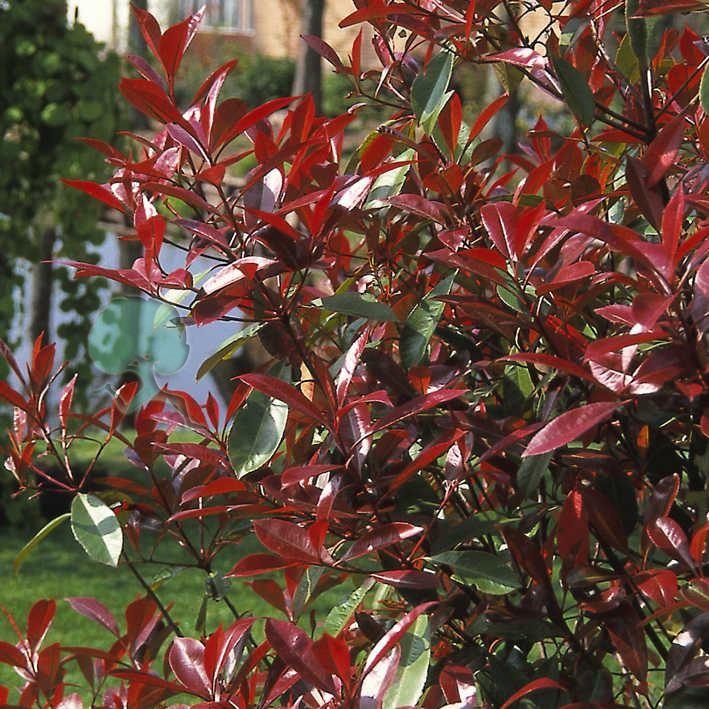Photinia fraseri 'Red Robin'