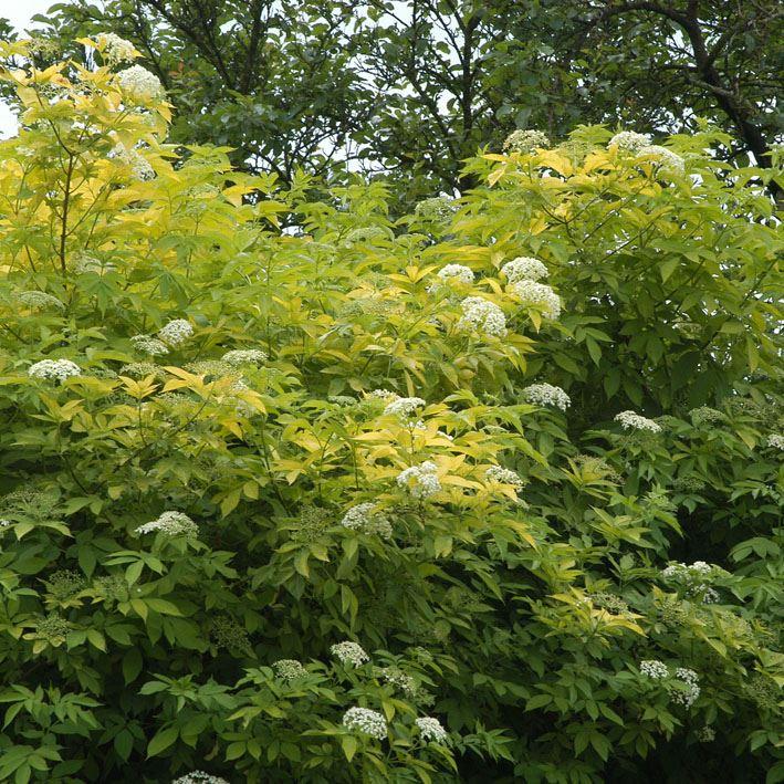 Sambucus nigra 'Aurea'