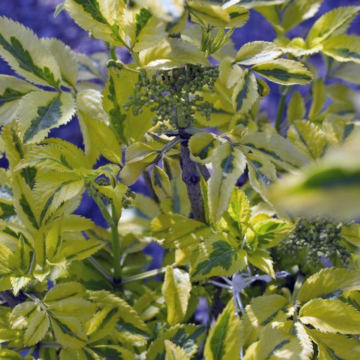 Sambucus nigra 'Madonna'