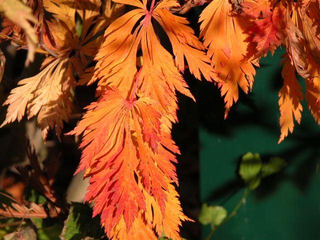 Japanischer Fächerahorn