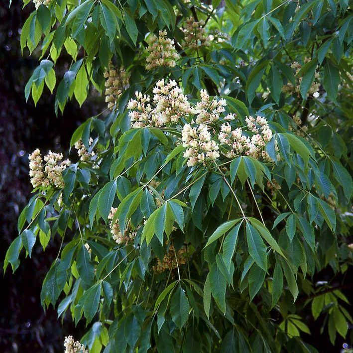 Gelbe Rosskastanie 'Vestita'