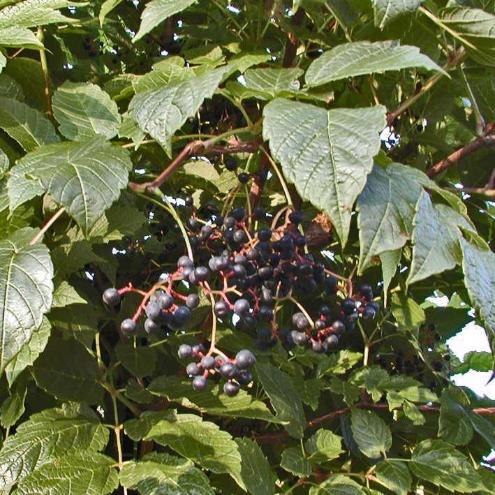 Ampelopsis megalophylla