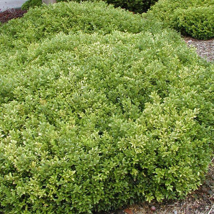 Buxus microphylla 'Rococo'