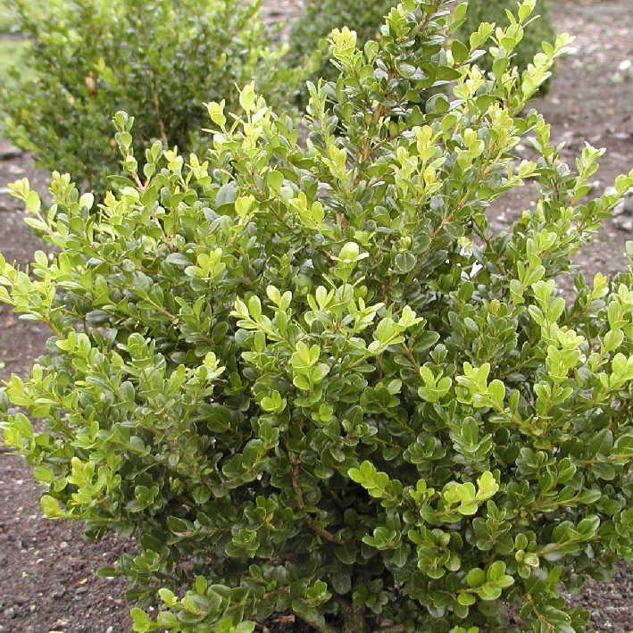 Buxus sempervirens 'Graham Blandy'