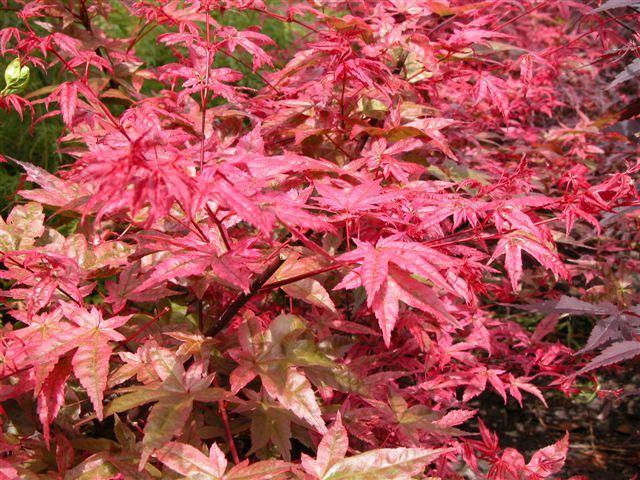 Fächerahorn - Roter Fächerahorn 