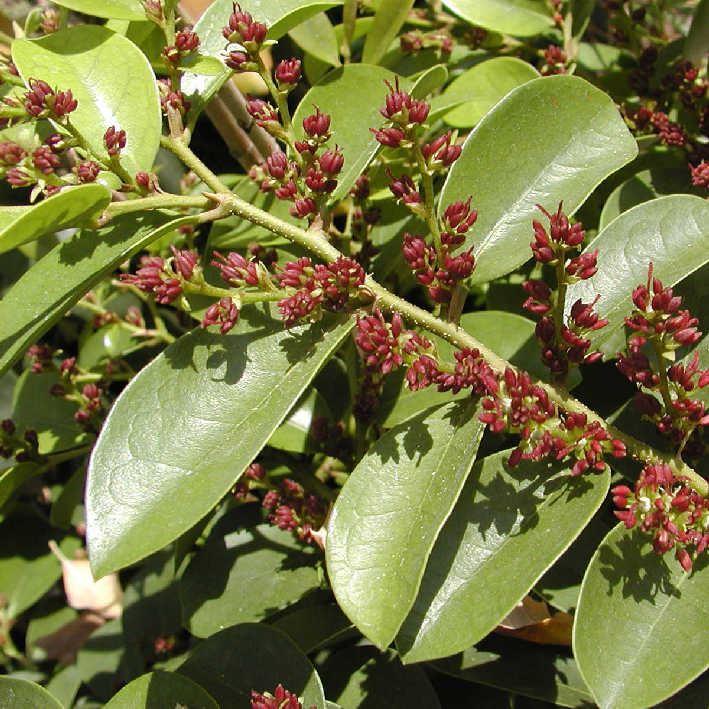 Distylium racemosum  Isubaum 