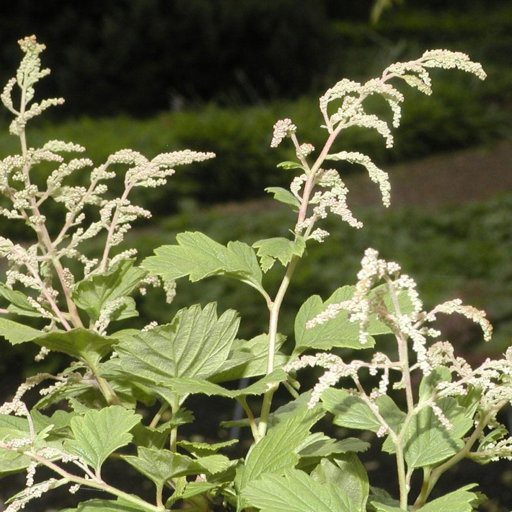 Holodiscus discolor ariifolius