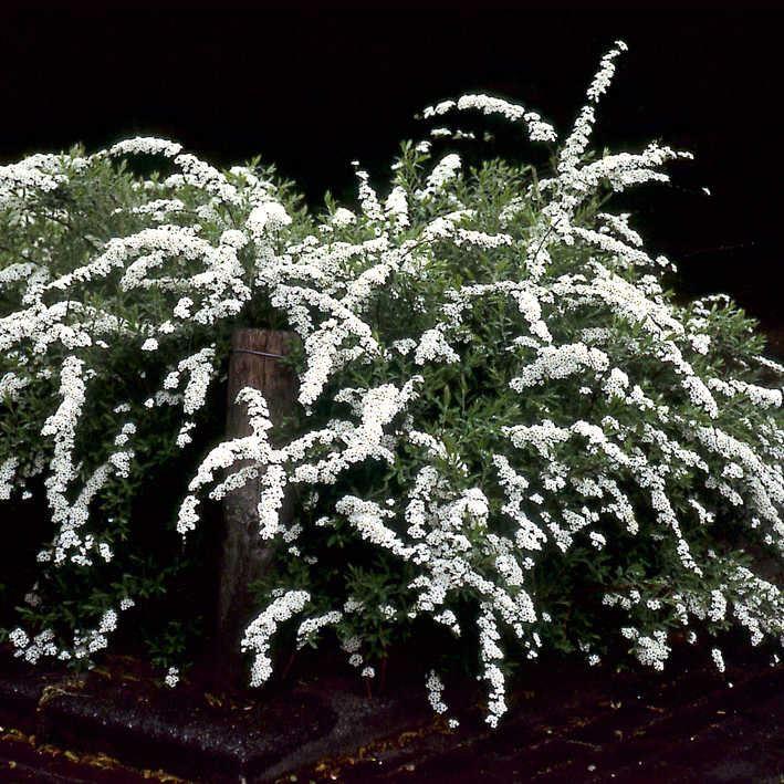 Spiraea nipponica 'Snowmound'