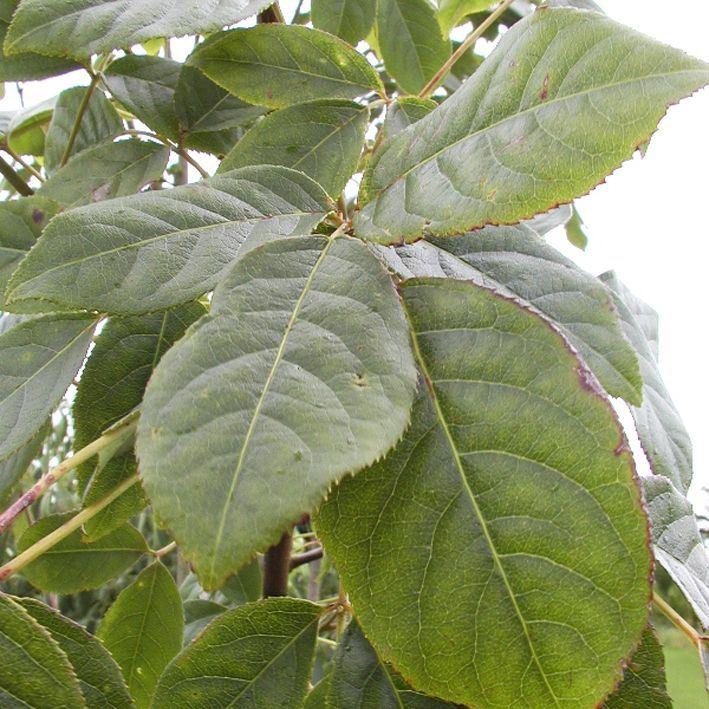 Staphylea holocarpa  "Rosea"