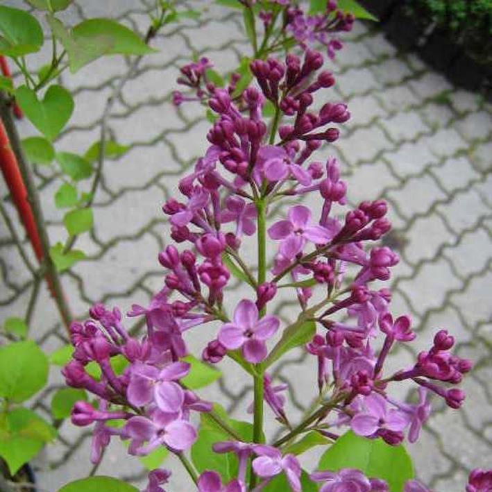 Syringa hyacinthiflora 'Pocahontas'