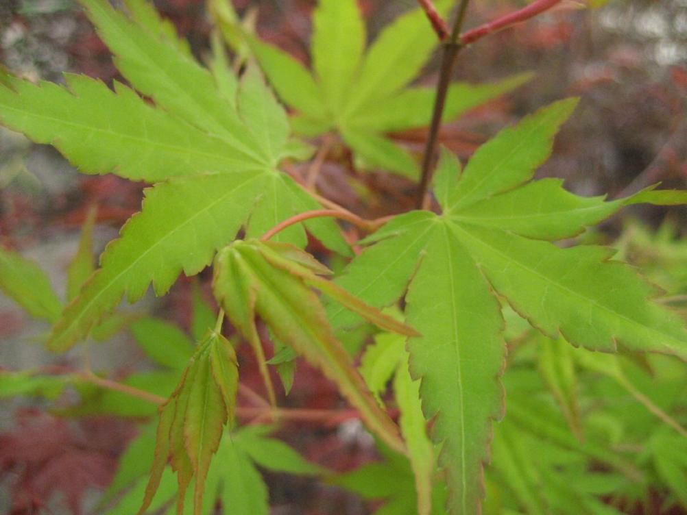 Acer palmatum 'Katsura' / Fächerahorn