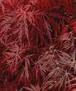 Acer palmatum 'Dissectum Garnet'