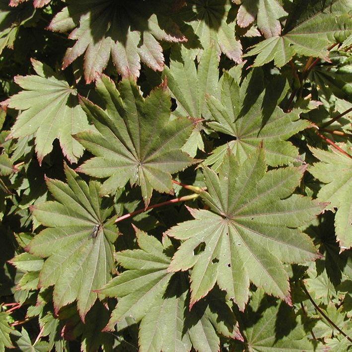Acer shirasawanum 'Microphyllum'