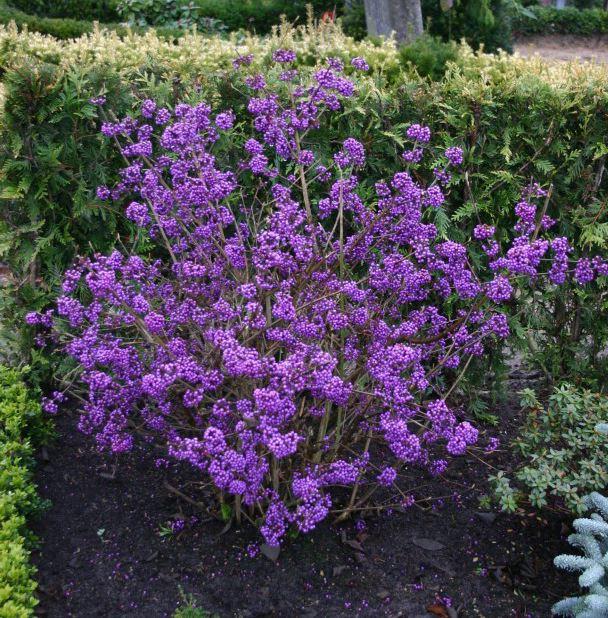 Liebesperlenstrauch (Callicarpa)
