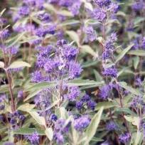 Caryopteris clandonensis (x) 'Heavenly Blue', Bartblume