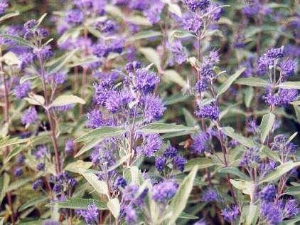 Caryopteris clandonensis (x) 'Heavenly Blue', Bartblume