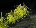 Hamamelis intermedia  "Arnold Promise"