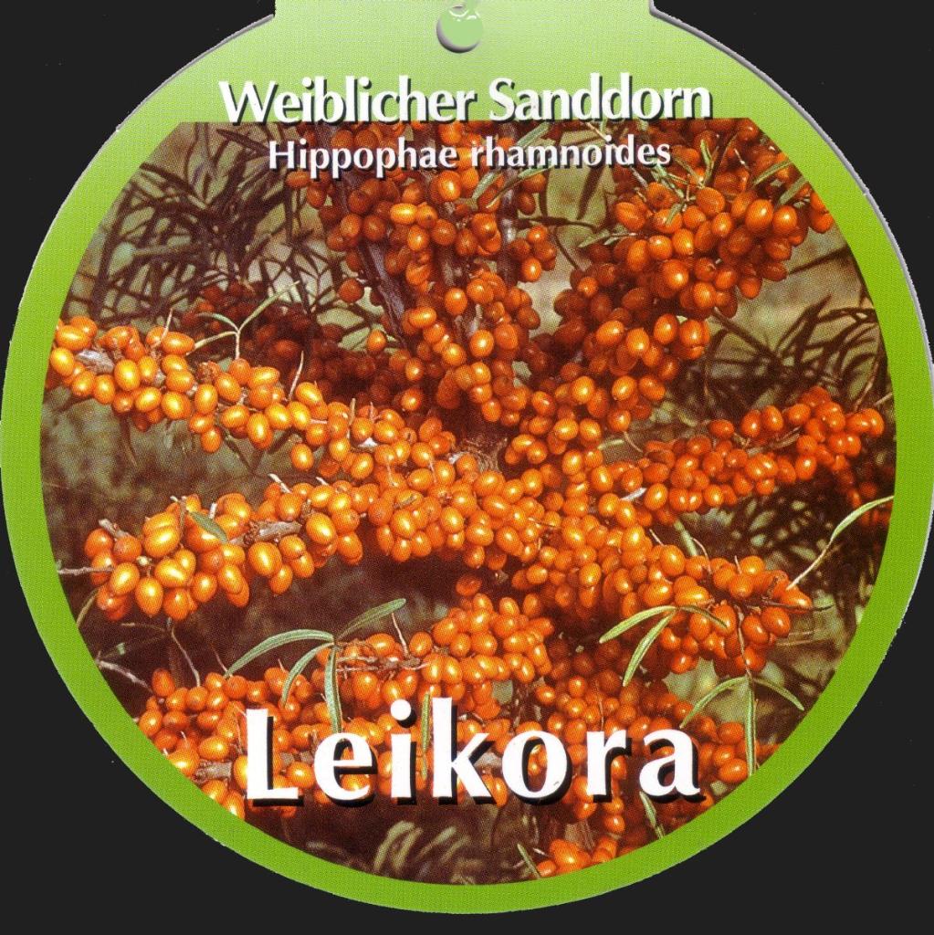 Sanddorn ist eine extrem  Vitamin C haltige Beere.