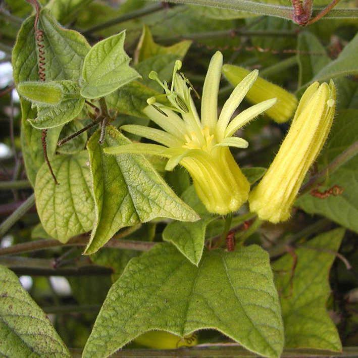 Passiflora citrina