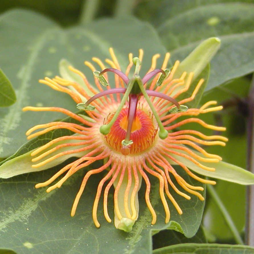 Passiflora Hybr.'Sunburst'