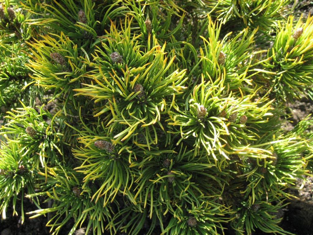 Pinus mugo 'Wintergold'