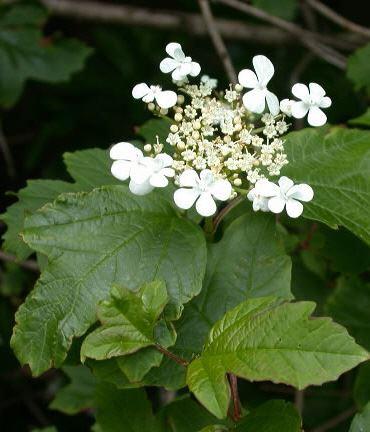 Gewöhnliche Schneeball 