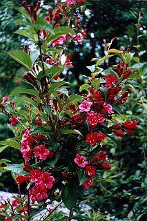 Weigele "Bristol Ruby"