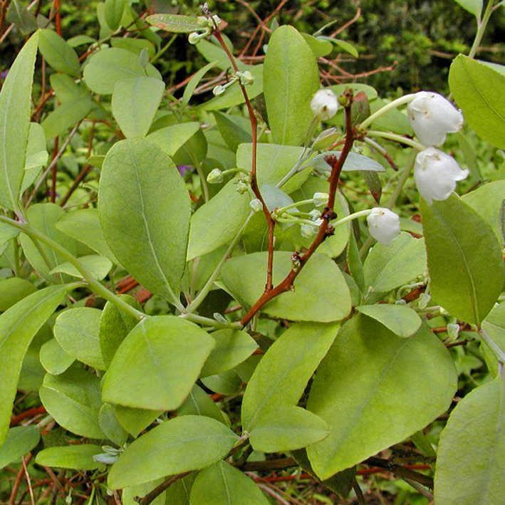 Zenobie = Echte Lavendelheide