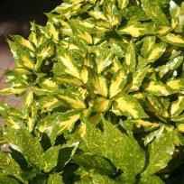 Aucuba japonica 'Variegata'