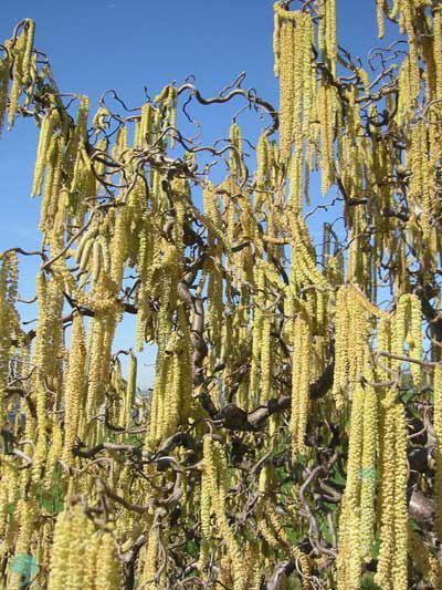 Korkenzieherhaselnuss