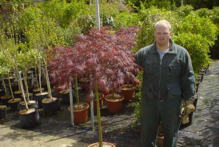 Acer palmatum 'Garnet' Der dunkelrote Schlitzahorn