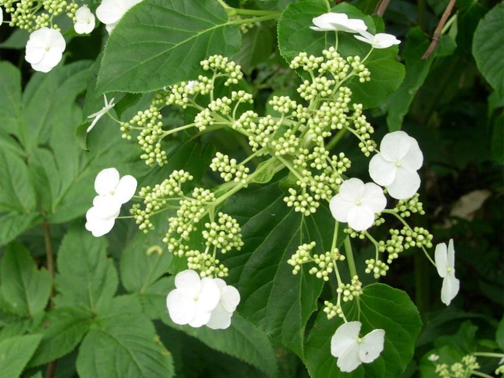 Hydrangea anomalis petiolaris