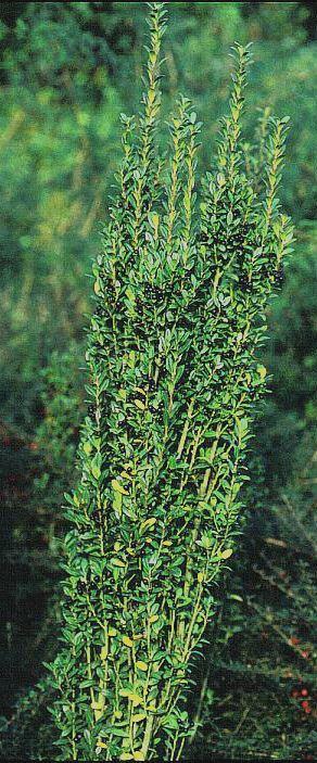 Ilex crenata 'Fastigiata' Säulen-Berg-Ilex