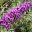 Buddleja davidii 'Royal Red'