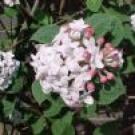 Viburnum carlesii  Aurora